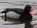 Rosy-billed Pochard